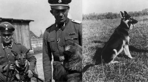 AUSCHWITZ camp Waffen SS Totenkopf guard DOG medal original